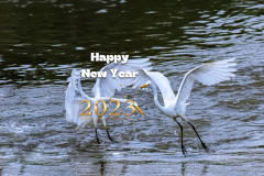 happy new year greetings common-heron-.jpg