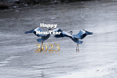 prosperous new year common-heron-.jpg