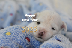 wishing you a happy new year dog-.jpg