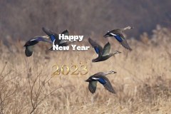 blessed new year 2021 mallard-duck-.jpg