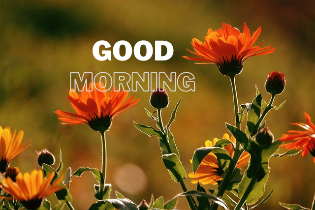 Good Morning Images Flowers